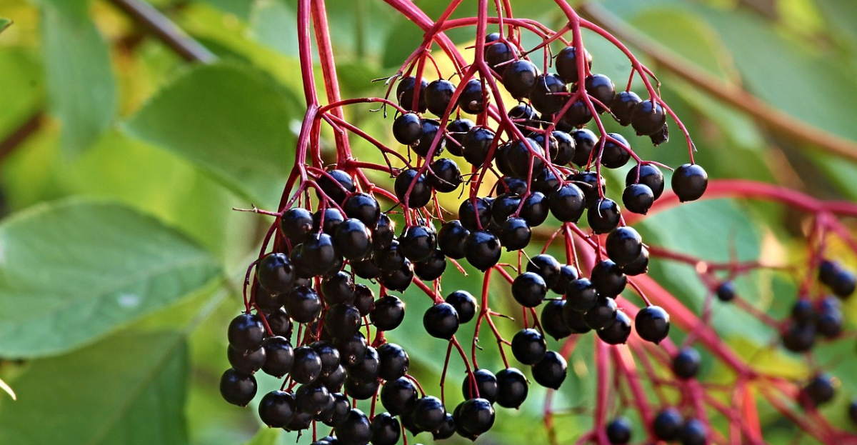 Elderberries